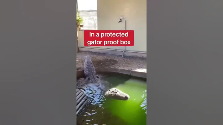 Crocodile 🐊 Drainage The Pool 🤯🤯 #shorts #shortsfeed #youtubeshorts youtube #ytshorts