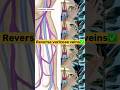 Powerful Mudras to Cure Varicose Veins Naturally | Boost Blood Flow & Heal Legs Fast