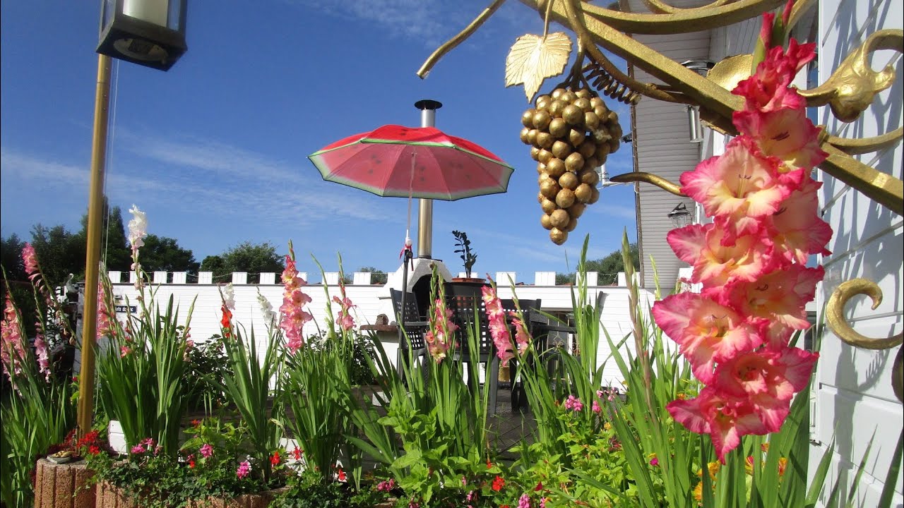 Gladiola! How to grow gladiola? Different kinds of gladiola! Happy