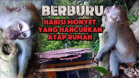 Scary..‼️Hunting monkeys that destroy roofs‼️ hunting wild monkeys // monkey hunting