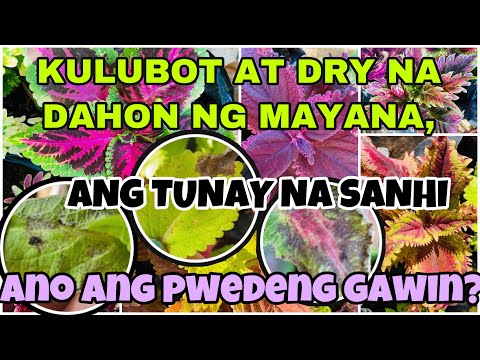 Video: Malagkit Na Dahon Ng Coleus