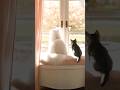 ゆきという猫が本当に欲しいものが愛おしい #ショートドラマ