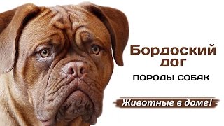 Бордоский дог - породы собак. Бордоский дог - породы собак.