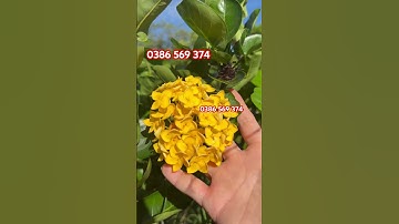 Cây Bông trang pháp vàng | 0386569374 - Ngọc Ngân Bến Tre | Chuyên cây độc lạ