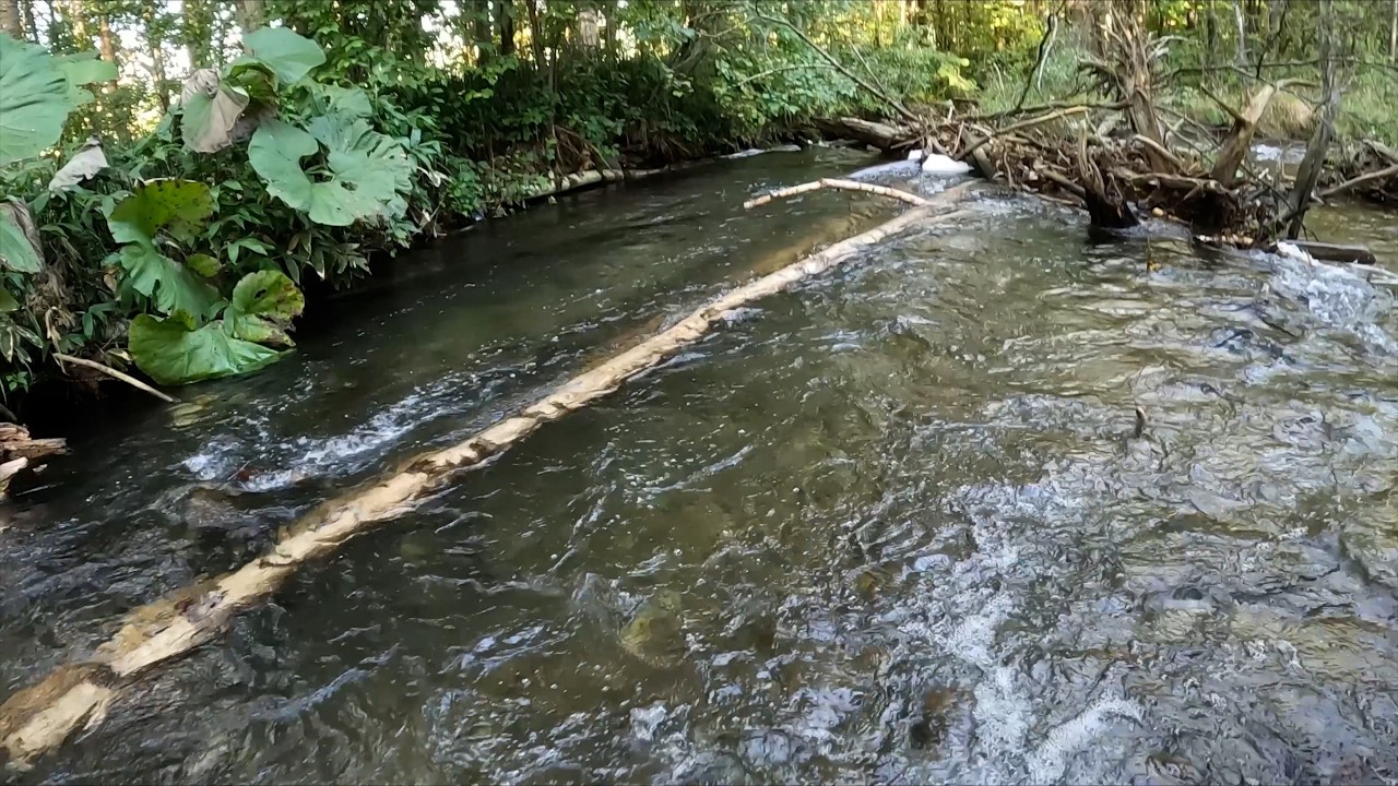 流れの強い川のトラウトは引きも強い