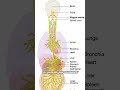 Your Gut Controls Your Mind?🤯Discover the Gut-Brain Connection!#doctor #motivation #digestivehealth