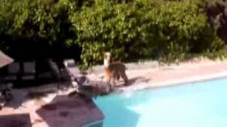 Alpacas falling in pool