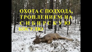 ОХОТА С ПОДХОДА ТРОПЛЕНИЕМ НА СИБИРСКУЮ КОСУЛЮ HUNTING WITH A SPECIAL TRAIL FOR SIBERIAN ROE DEER