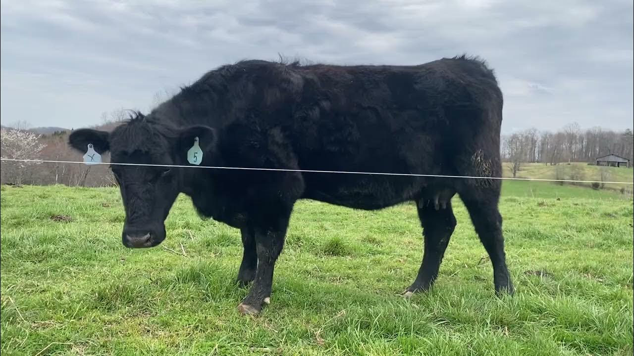 Cows looking at the poly wire. April 3rd. Time to rotate YouTube