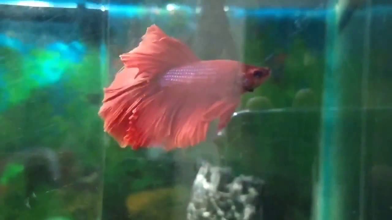 Rare fighter fish at home aquarium YouTube