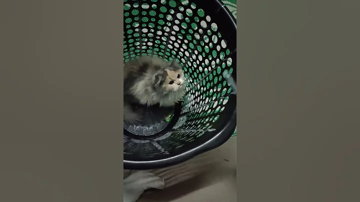 Watch the video about 🌟The Enchanting World of the Rare 3-Color Persian Cat! 🌈🐱#like #cat #comments #catlover #cute #love