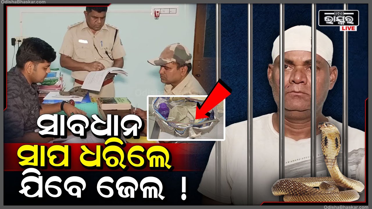 ସାପ ଧରୁଥିଲେ ସାବଧାନ । ଏହି ବ୍ୟକ୍ତିଙ୍କ ପରି ଆପଣଙ୍କ ବି ହେବ ଏପରି ଅବସ୍ଥା ।