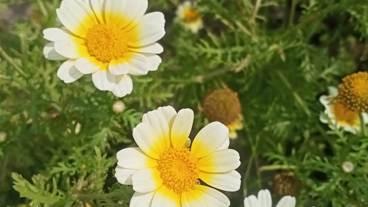 Hindu religion quotes shorts video and bhajan