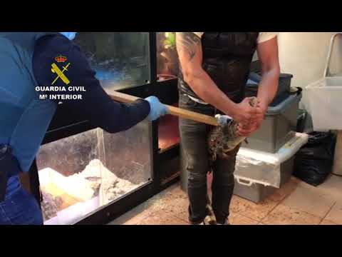 Crocodiles, Pythons, and Turtles Among Protected Species Seized by Spanish Police in Raid on Farm