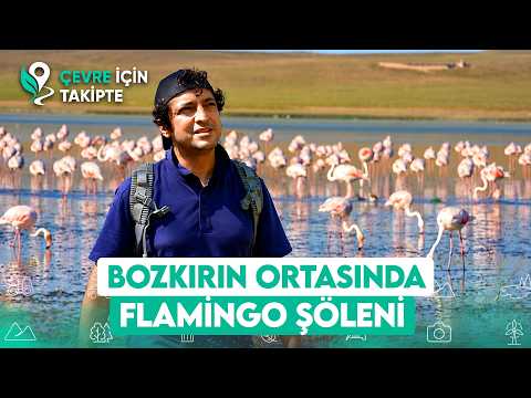 Chasing Flamingos: "The Waters Are Receding, Pink Birds Are in Danger!" | Following for the Envir...