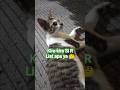 Fokus amat matanya, liat apa sih 🤔😸 #funnycats #cute #sweet #kucing #shorts @KitaCek