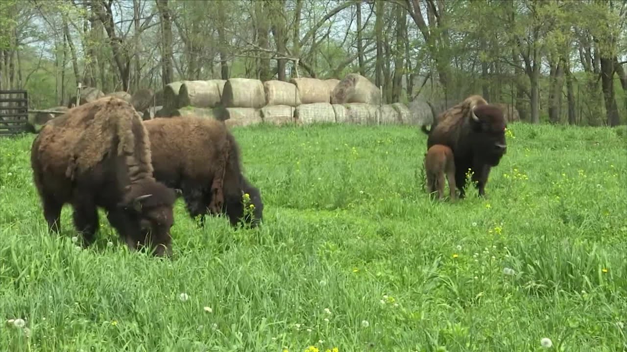 Destination Illinois: Wildlife Prairie Park