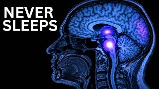 Neuroscientists Still Don’t Know Why We Dream | The Sleepy Scientist