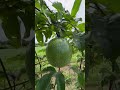 Modelo experimental teca sorgo y maracuya. @biogranjaskristal