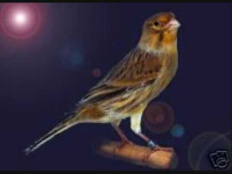 TÉLÉCHARGER CD CHANT DE CANARIS HARZ CHANT HARZ DE CD TÉLÉCHARGER CANARIS