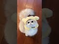#animal #cat #animals #cute #pets #cats #shortvideo