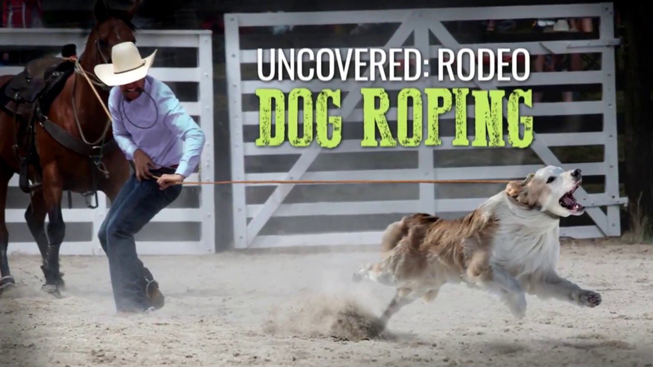 Rodeo Dog Roping YouTube