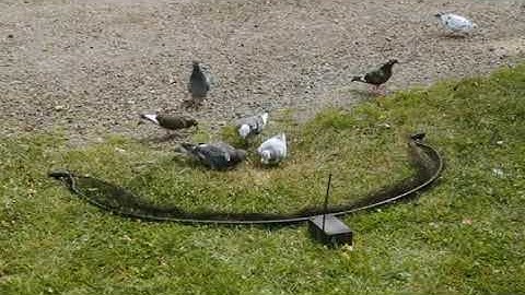 bownet trapping pigeons with remote control#viralshort #trindinge