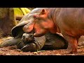 Metieron A Un Bebé Hipopótamo En La Jaula De Una Tortuga De 130 Años. Lo Que Sucede Es Impactante