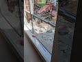 Big Machines Demolishing Our Back Patio