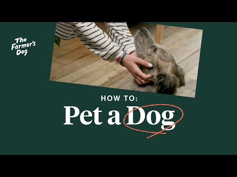 Dog Etiquette: How to pet a dog