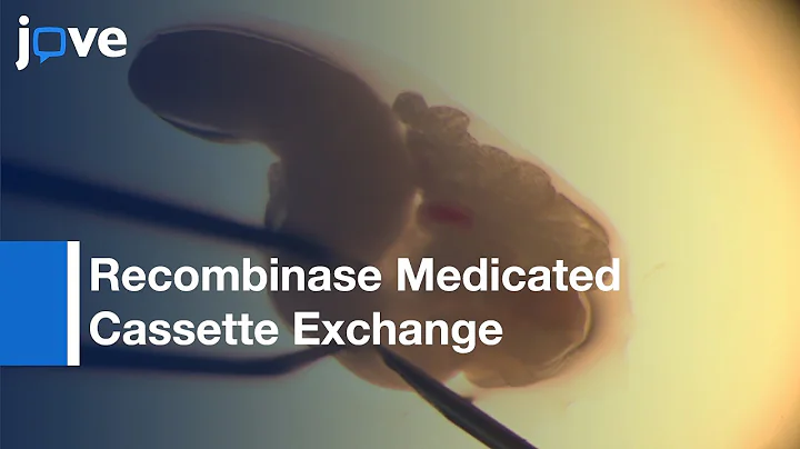 Recombinase Medicated Cassette Exchange for Struct...