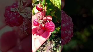 українська малина, Канів - Лиса гора #україна #nature #ukraine #канів #garden #ягоди #малина #ліс