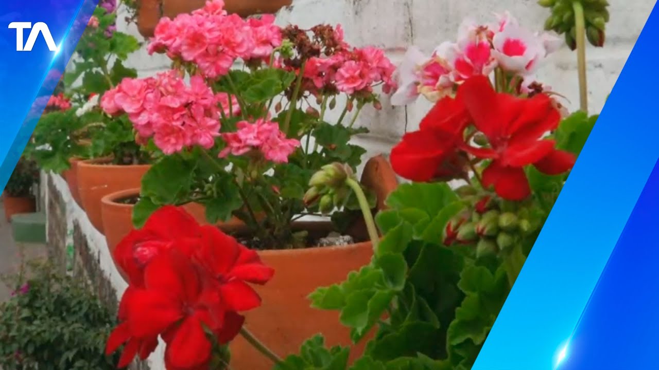 Puembo nos invita a recorrer sus calles coloridas