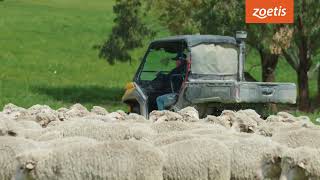 Switching to GlanEry 7in1 B12  - David Weir, Sheep Producer, NSW