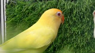 ALBINO RED EYES MALE CREAMNO FEMALE BREEDER PAIR GOOD SIZE