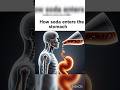 How Soda Affects Your Body | Realistic 3D Anatomy Explained