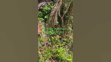 Đất nền ngay Cầu Rạch Miễu 2 thổ cư giá rẻ #bdshorts #nhadatphuongnguyentg #shortvideo #nhadat