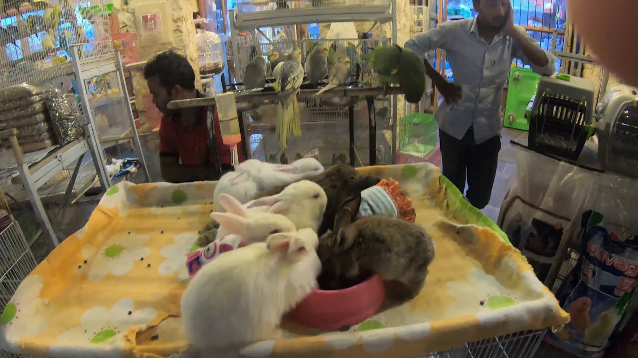 Doha pet market in souq waqif, Qatar. YouTube