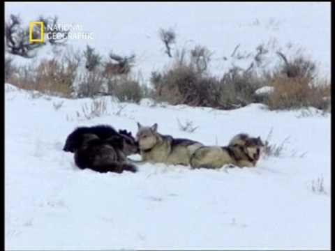 Video: Guarda questo cane rubato riunirsi con il suo proprietario dopo 2 anni