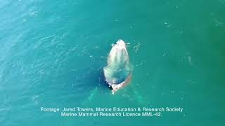 Stunning Whale Behavior