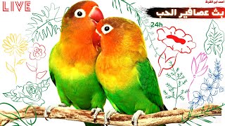 بث عصافير الحب