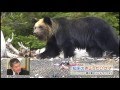 【MIKIOジャーナル】誰がクマを殺したか?