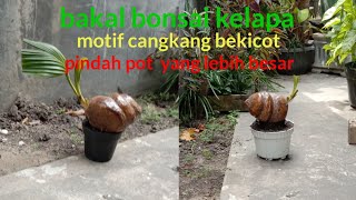 cara memindahkan bakal bonsai kelapa, dari pot kecil ke pot yang besar