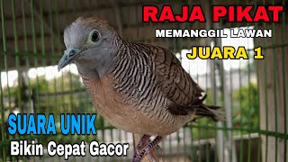 Rajanya pikat memanggil lawan, SUARANYA UNIK DAN LANGKA bikin cepat GACOR 