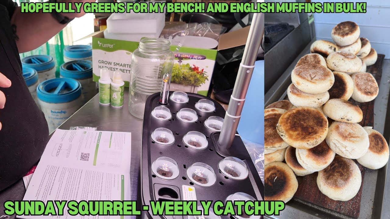 An overdue Sunday Squirrel Weekly catchup, and my new LetPot - Off Grid Australia
