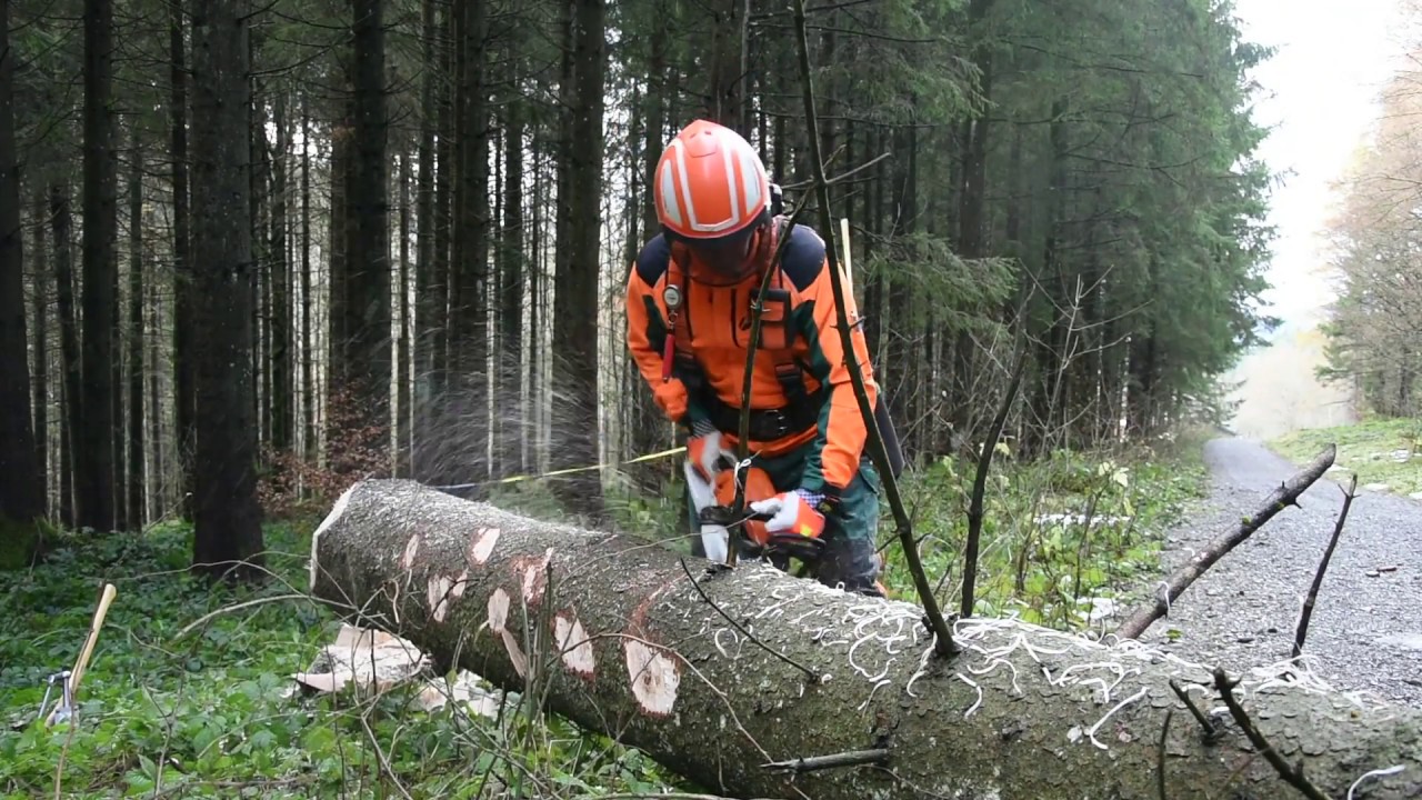 Fällung eines Baumes mit der Sicherheitsfälltechnik | Tutorial der Bayerischen Staatsforsten