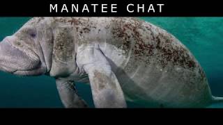Manatee Chat
