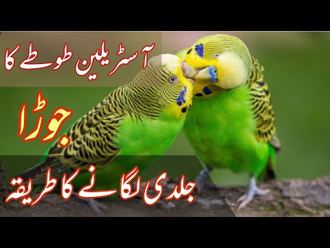 Budgies Ki Fast Pairing Tips In Urdu and Hindi | آ سٹریلین طوطے کا جوڑا جلدی لگانے کا طریقہ