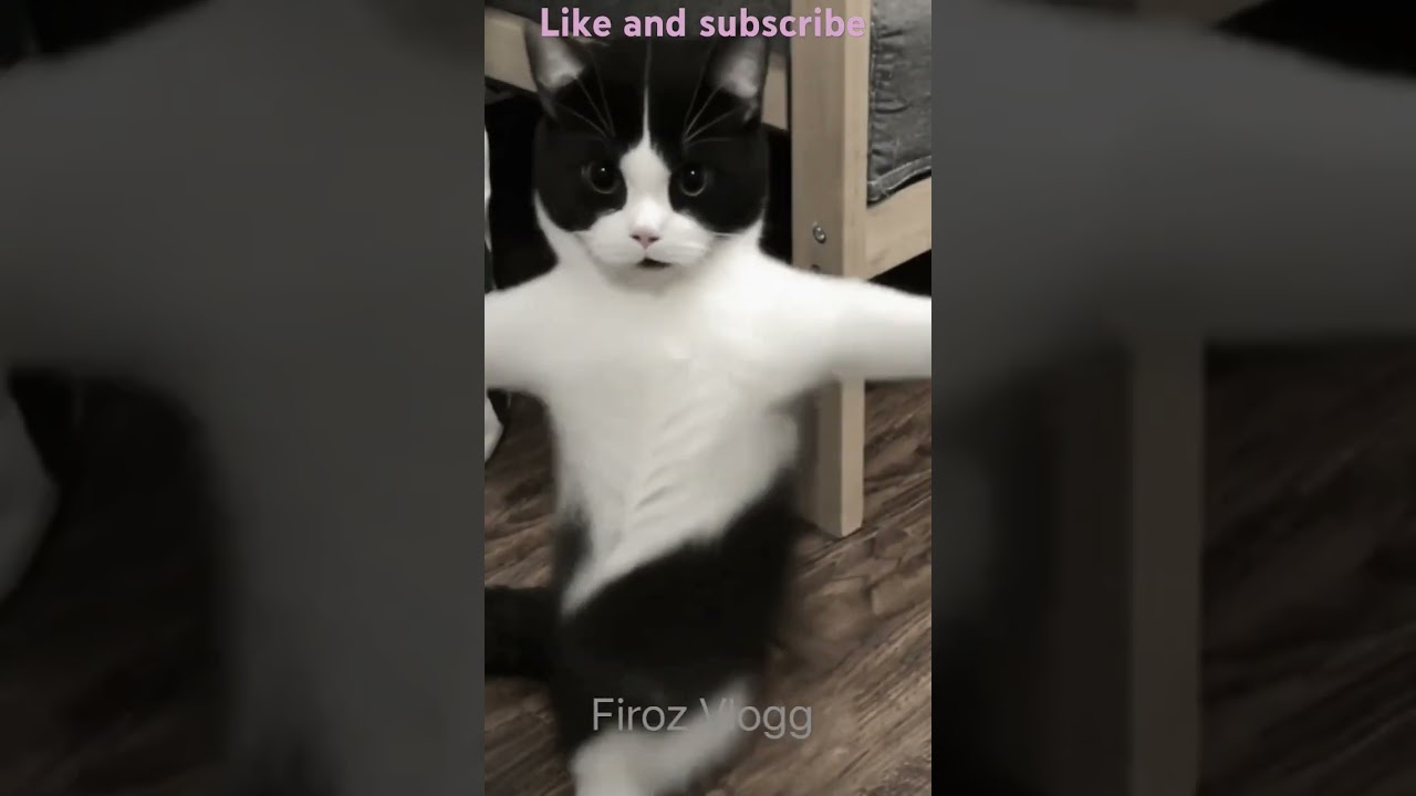 Fanny Cat Dancing 