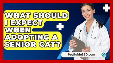 What Should I Expect When Adopting A Senior Cat? - PetGuide360.com